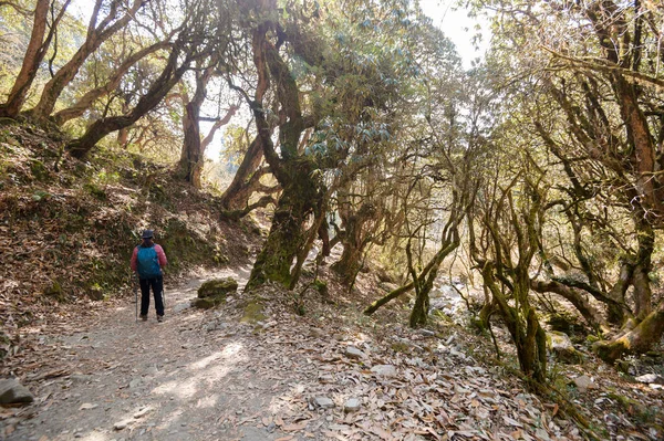 stock image A young traveller trekking on forest trail , Nepal