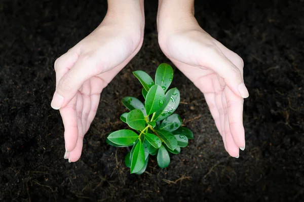 Close Mulher Mão Segurando Planta Ecológico Sustentável Salvar Conceito Terra Fotografias De Stock Royalty-Free