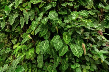 SINGAPORE - 28 Aralık 2022 - Körfez kenarındaki Gardens 'ta Bulut Ormanı Kubbesi