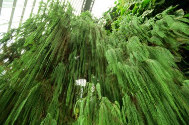 SINGAPORE - 28 Aralık 2022 - Körfez kenarındaki Gardens 'ta Bulut Ormanı Kubbesi