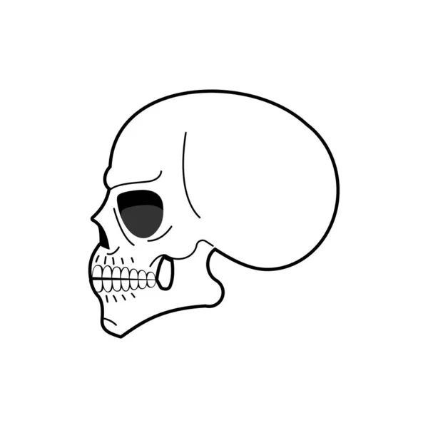 解剖学的頭蓋骨は隔離された スケルトンヘッドベクトルイラスト — ストックベクタ