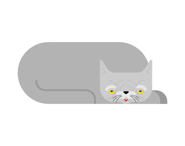 Old Cat Isolated Grandpa Cat Vector Illustration — Stock Vector