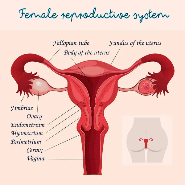 Kadın Üreme Sistemi Diyagramı