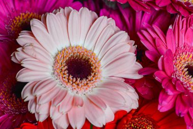 Bir damla suyla Gerbera çiçeğinin Macro fotoğrafı. Çiçek arkaplanı