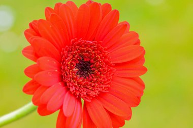 Bir damla suyla Gerbera çiçeğinin Macro fotoğrafı. Çiçek arkaplanı