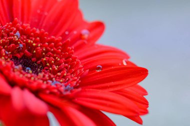 Bir damla suyla Gerbera çiçeğinin Macro fotoğrafı. Çiçek arkaplanı