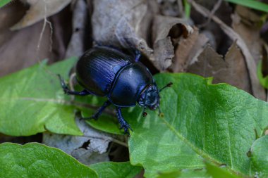 Böceklerin makro fotoğrafı. Böcek, arı. Çevreye dikkat et..