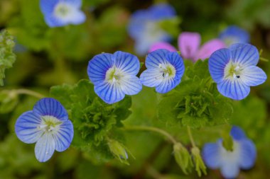 Bir çiçeğin makro fotoğrafı, arka plan, doku. Çevreye önem vermek.