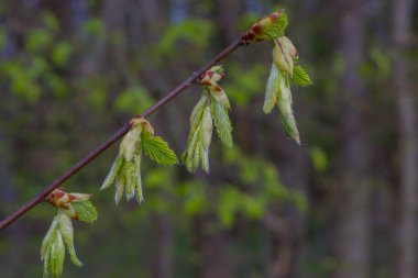 Bir çiçeğin makro fotoğrafı, arka plan, doku. Çevreye önem vermek.
