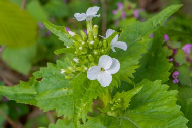 Bir çiçeğin makro fotoğrafı, arka plan, doku. Çevreye önem vermek.