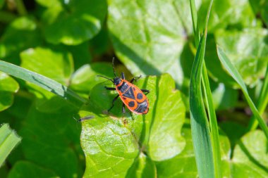 Böceklerin makro fotoğrafı. Böcek, arı. Çevreye dikkat et..