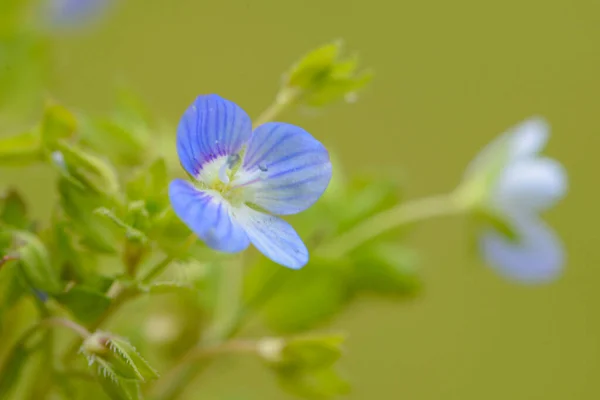 Makro Fotó Egy Virág Háttér Textúra Környezetvédelem — Stock Fotó