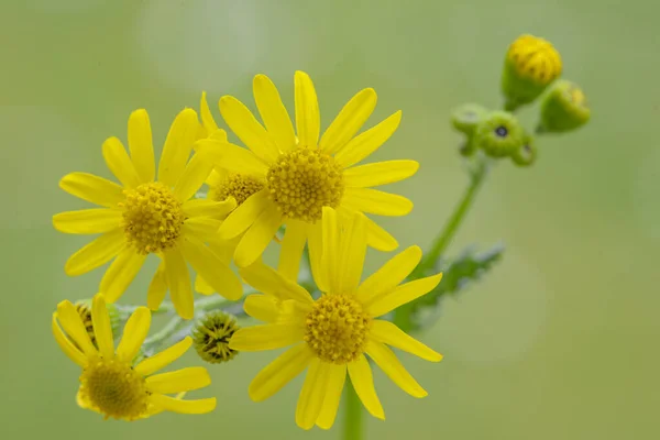 Bir Çiçeğin Makro Fotoğrafı Arka Plan Doku Çevreye Önem Vermek — Stok fotoğraf