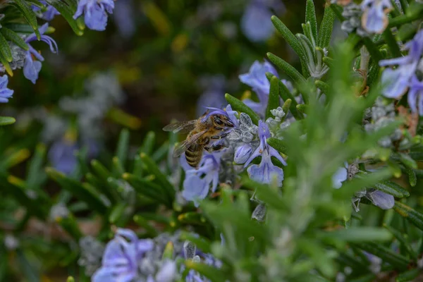 Böceklerin Makro Fotoğrafı Böcek Arı Çevreye Dikkat — Stok fotoğraf