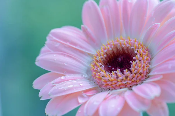 stock image Macro photo of a gerbera flower with a drop of water. floral background