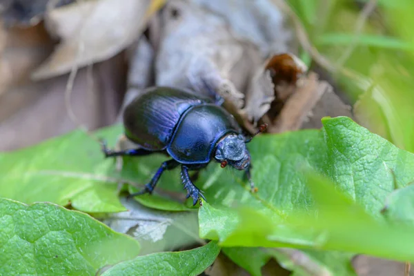 Böceklerin Makro Fotoğrafı Böcek Arı Çevreye Dikkat — Stok fotoğraf