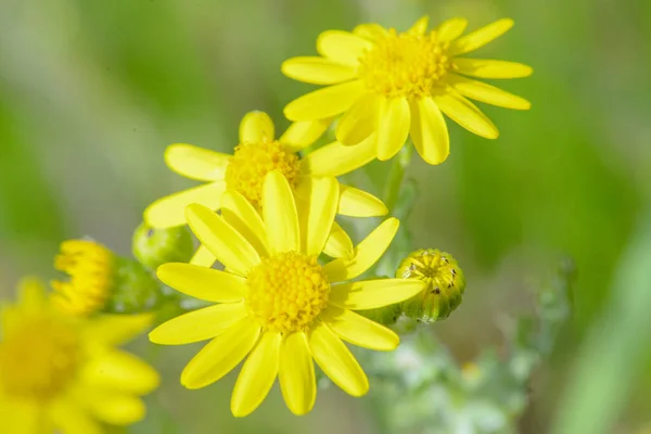 Bir Çiçeğin Makro Fotoğrafı Arka Plan Doku Çevreye Önem Vermek — Stok fotoğraf