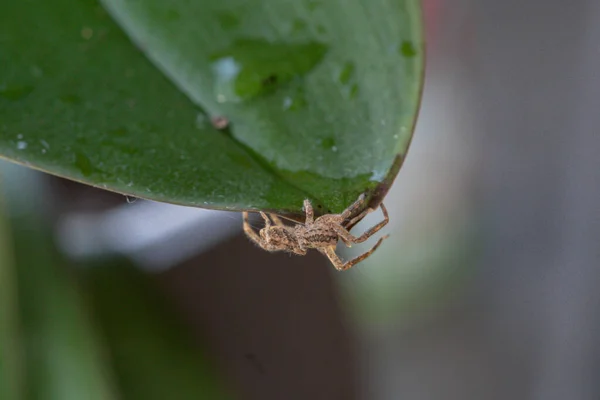 Closeup Spider Crawls Green Leaf Spider Close — Stock Photo, Image
