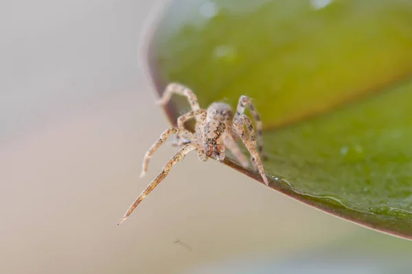 Detailní Záběr Pavouka Který Plazí Zeleném Listu Spider Close — Stock fotografie