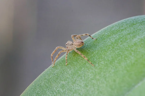 Nahaufnahme Einer Spinne Die Auf Einem Grünen Blatt Kriecht Spinnen — Stockfoto