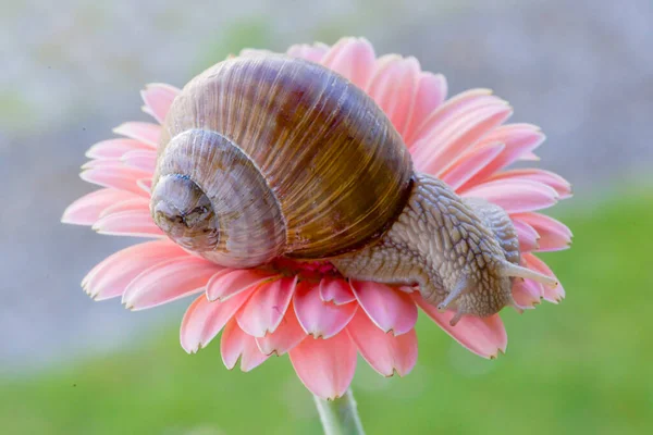 Escargot Intéressé Est Assis Dans Herbe Sur Une Feuille Humide — Photo