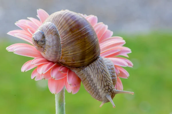 Interested Snail Sits Grass Wet Leaf — Stock Photo, Image