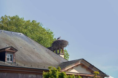 Leylek yuvanın çatısında.
