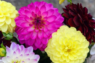 Kırmızı, beyaz, sarı yıldız çiçekleri, renkli arka plan. Renkli yıldız çiçeği manzarası. Yaz çiçekleri, Asteracea ailesinin bitki türüdür..