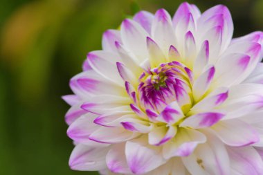 Kırmızı, beyaz, sarı yıldız çiçekleri, renkli arka plan. Renkli yıldız çiçeği manzarası. Yaz çiçekleri, Asteracea ailesinin bitki türüdür..