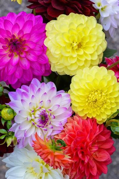 黄大丽花 色彩斑斓的背景 色彩艳丽的大丽花 夏天的花朵是葵花科植物的一种 — 图库照片