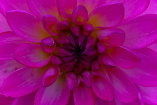 カラフルな背景 カラフルなダリアの花を見る 夏の花はサンフラワーファミリーアステラの植物種です — ストック写真