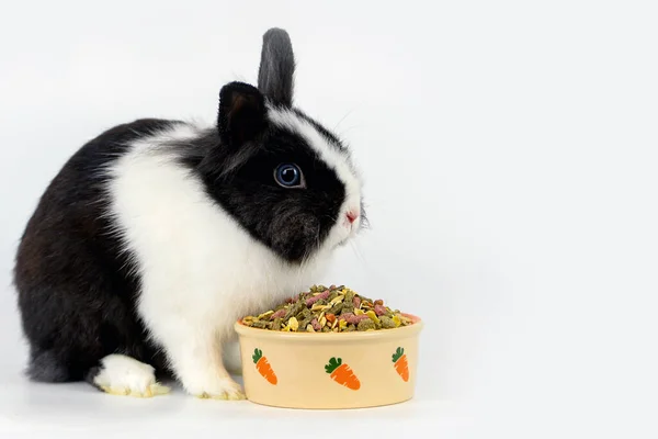 Little Rabbit Eats Plate White Background Food Pets Rabbits Compound Stock Image