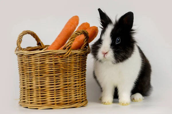 Little Rabbit White Background Carrot Easter Concept Royalty Free Stock Photos