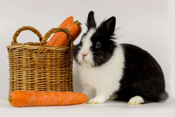 Little Rabbit White Background Carrot Easter Concept Royalty Free Stock Photos