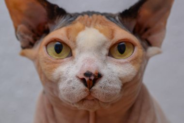 Yakın çekim manikür, kadın eli oje sürüyor. Yüksek kalite fotoğraf