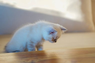 Mavi gözlü şirin bir İskoç kedisi. Yüksek kalite fotoğraf