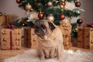 Noel ağacının yanında şirin bir köpek buldoğu. Yüksek kalite fotoğraf