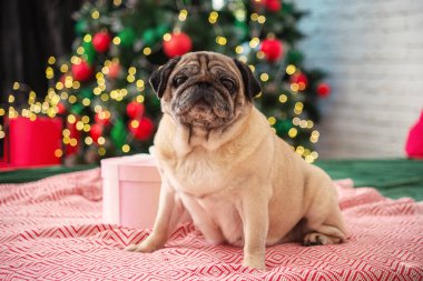 Noel ağacının yanında şirin bir köpek buldoğu. Yüksek kalite fotoğraf