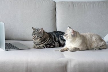 İki kedi koridorda kanepede dizüstü bilgisayarın önünde, konsept işi, serbest çalışma. Yüksek kalite fotoğraf