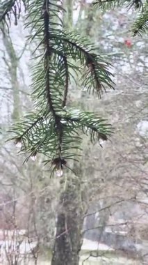 Green Pine Branch 'taki su damlacıkları. Yoğun Orman 'da sağanak yağış, yakın çekim. Kozalaklı Orman 'da Yağmur Günü. 