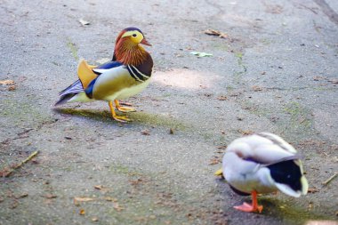Parkta yürüyen vahşi bir Mandarin ördeği. Yüksek kalite fotoğraf