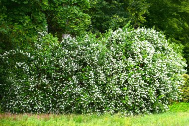 Parkta kocaman bir yasemin çalısı. Yüksek kalite fotoğraf