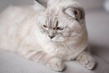 Beyaz İskoç Kedisi kanepeye uzanıyor. Yüksek kalite fotoğraf