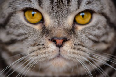 Kedi yüzünün makro fotoğrafı, kedi burnunun yakın çekimi. Yüksek kalite fotoğraf