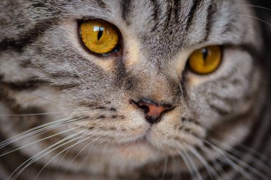 İç taraftaki beyaz halıda tekir kedisi. Yüksek kalite fotoğraf