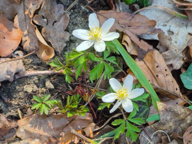 Huzurlu ve huzurlu doğal bir ortamda, güzel kır çiçekleri yavaşça düşen yaprakların arasında canlı bir şekilde çiçek açar.