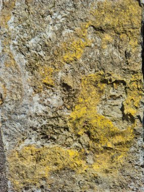 Bu, parlak sarı liken ile süslenmiş engebeli bir taş yüzeyin detaylı bir görüntüsü.