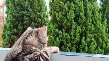 Meraklı ve meraklı bir kedi, rahat bir balkondan Güzel Doğaya bakıyor.
