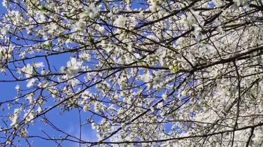 Kiraz ağacında çiçek açan kiraz çiçekleri. Bir dalda beyaz kiraz çiçeklerinin yakın çekimi 