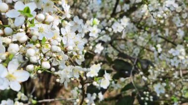 Kiraz ağacında çiçek açan kiraz çiçekleri. Bir dalda beyaz kiraz çiçeklerinin yakın çekimi 